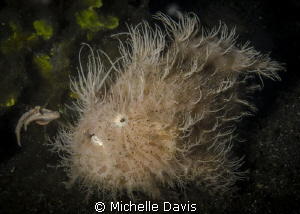Hairy Frog Fish by Michelle Davis 